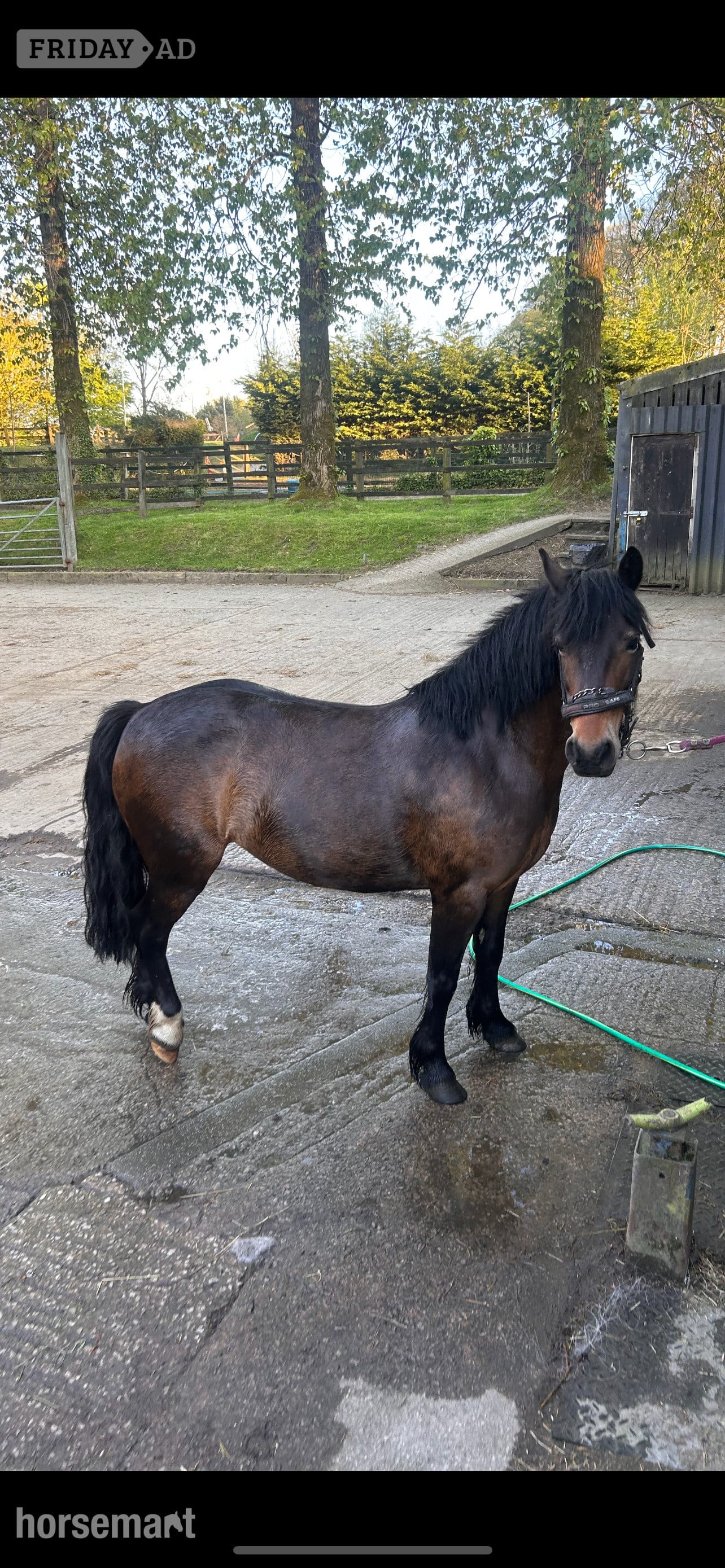 "Betty" Dark Bay Mare All Rounder