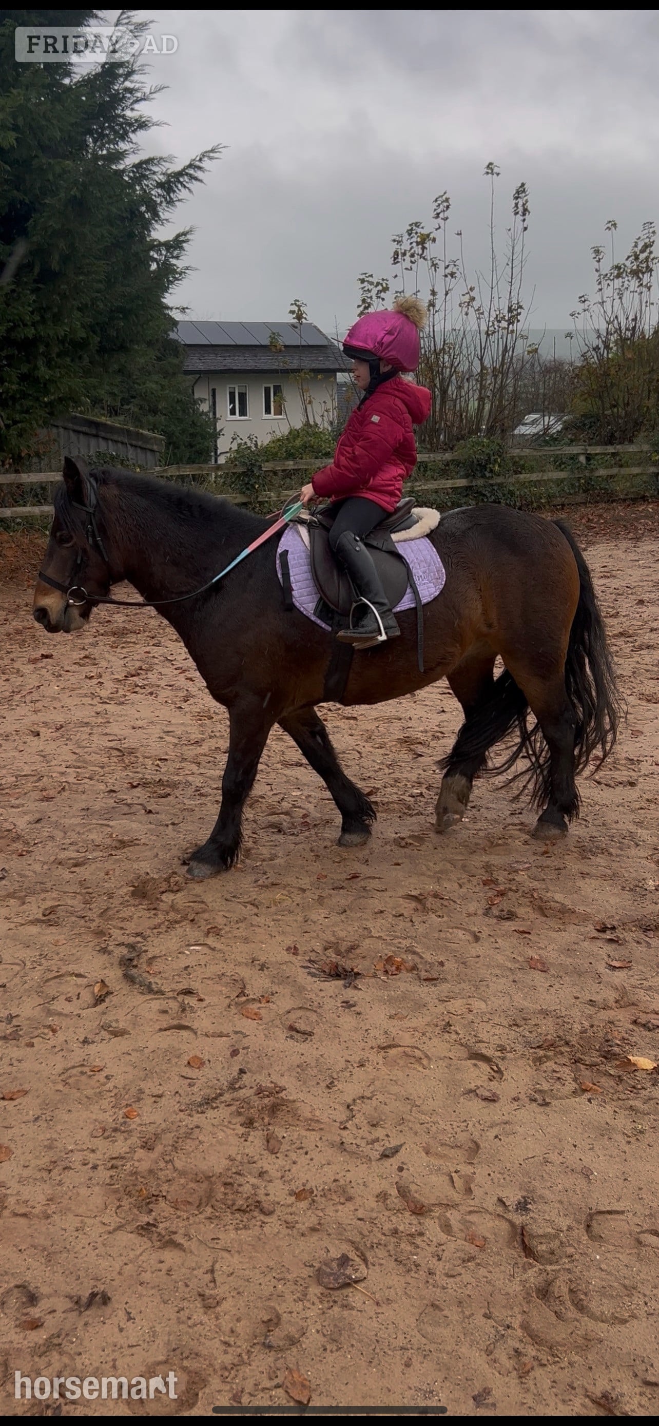 "Betty" Dark Bay Mare All Rounder in Stoke