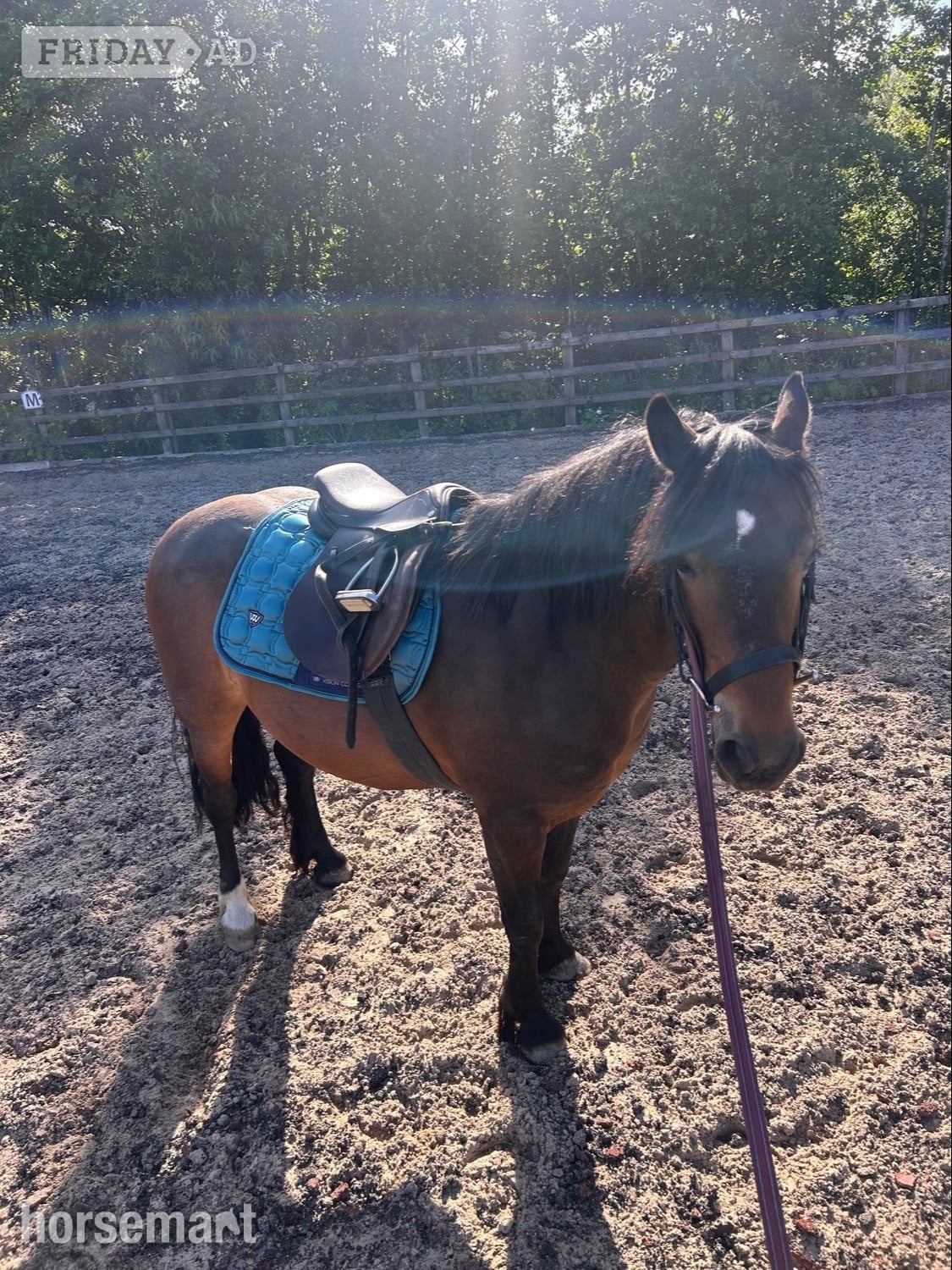 Stoke "Betty" Dark Bay Mare All Rounder