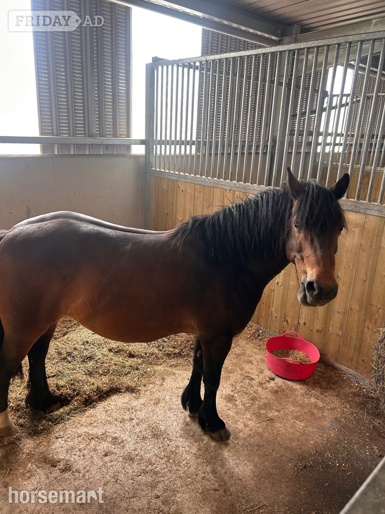"Betty" Dark Bay Mare All Rounder - Horses in Stoke