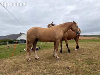 "Tresorya Barnum " Palomino Gelding Project Horse