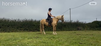 "Tresorya Barnum " Palomino Gelding Project Horse