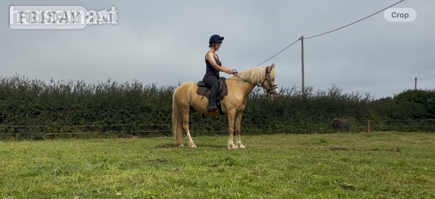 "Tresorya Barnum " Palomino Gelding Project Horse in Port Isaac