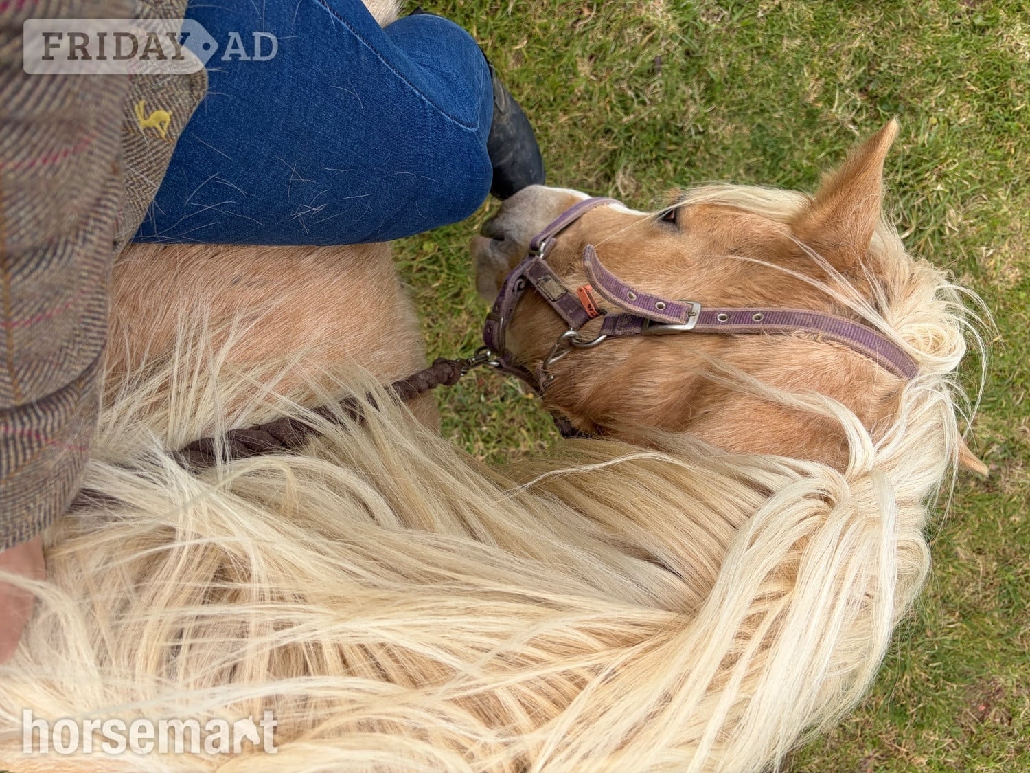 "Tresorya Barnum " Palomino Gelding Project Horse