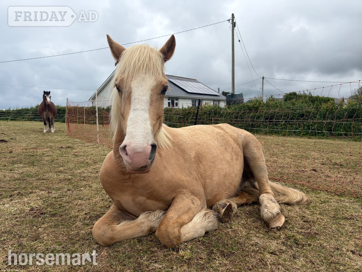 Port Isaac "Tresorya Barnum " Palomino Gelding Project Horse