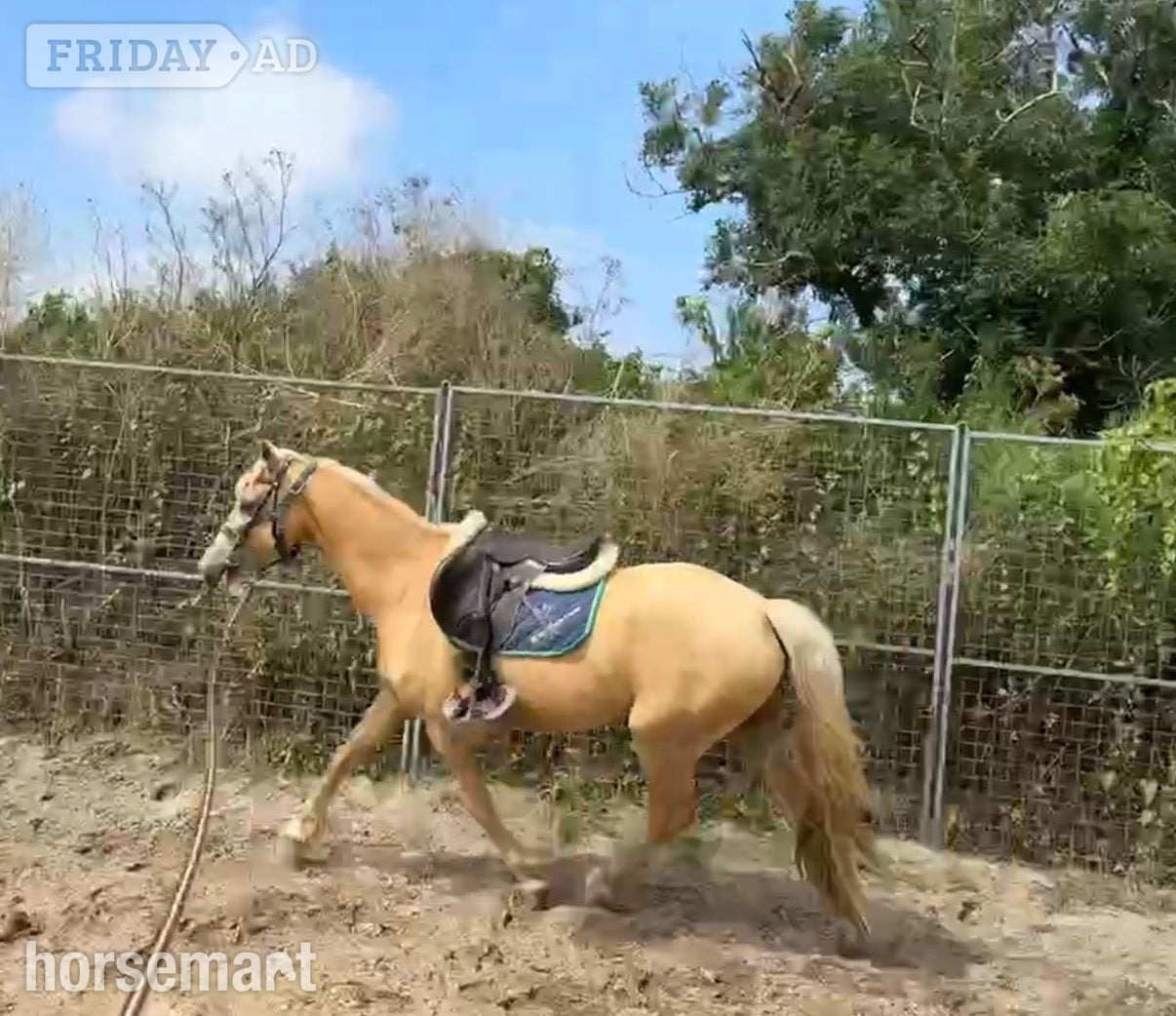 "Tresorya Barnum " Palomino Gelding Project Horse - Horses in Port Isaac