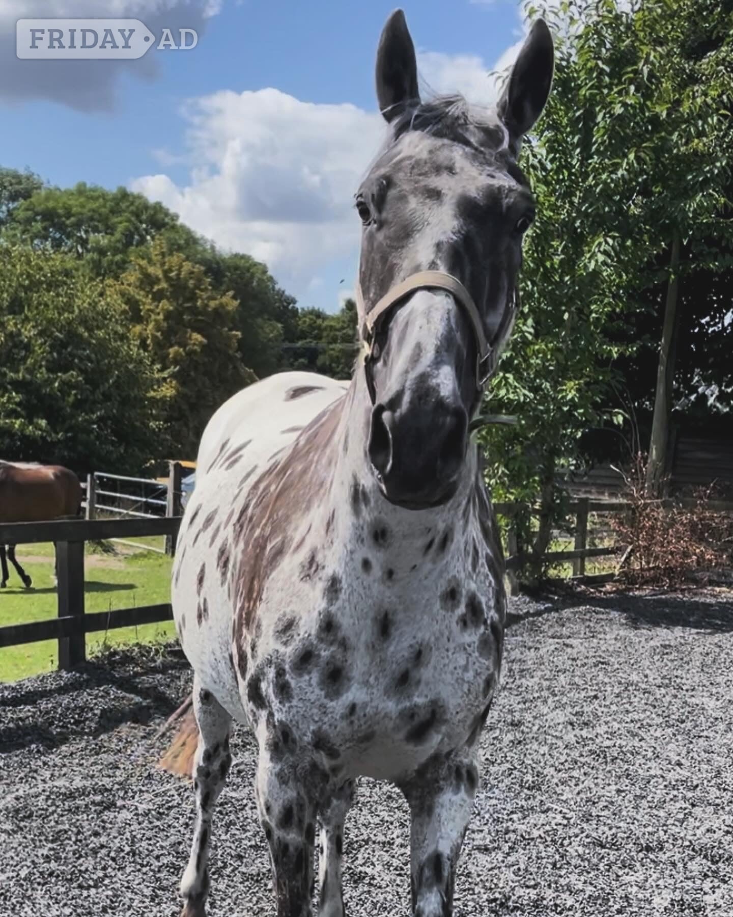 "Spotty" Leopard Spot Gelding Coloured in Welwyn