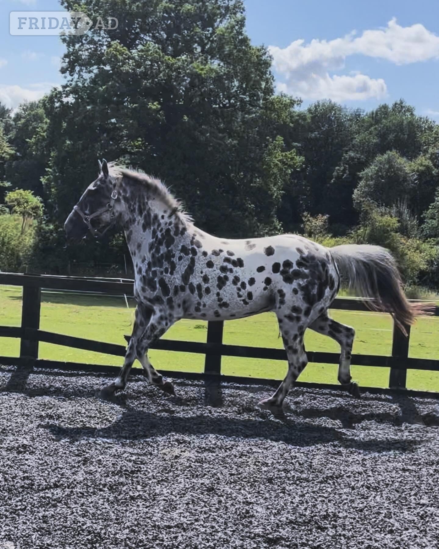 "Spotty" Leopard Spot Gelding Coloured