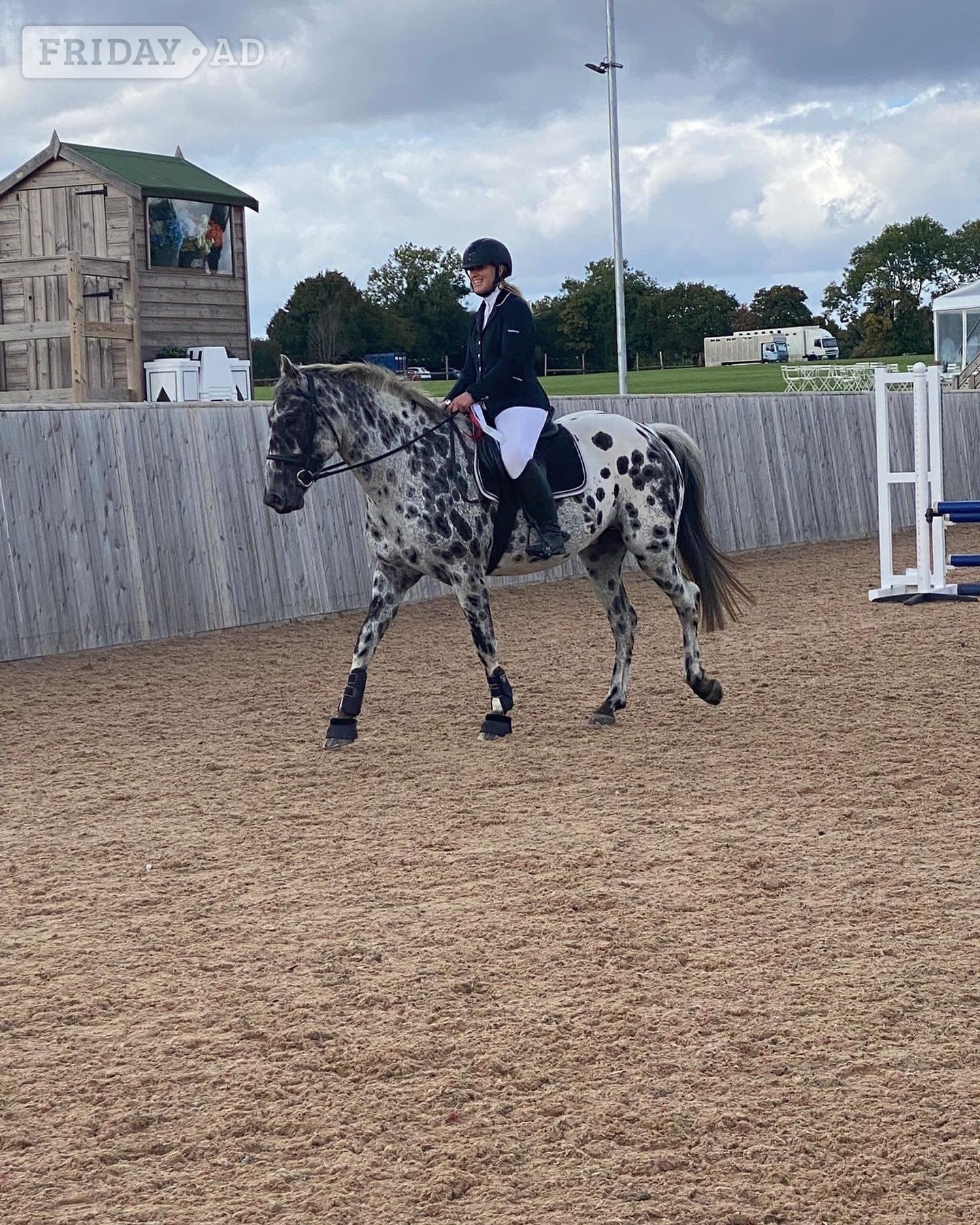 Welwyn "Spotty" Leopard Spot Gelding Coloured
