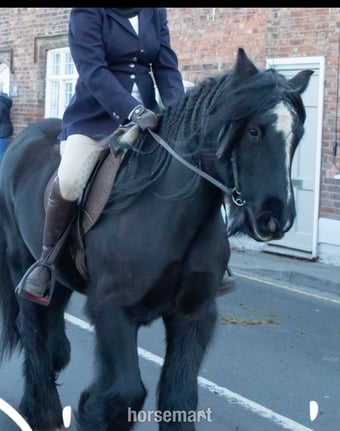 "Bert" Black Gelding Cob/Heavy Horse