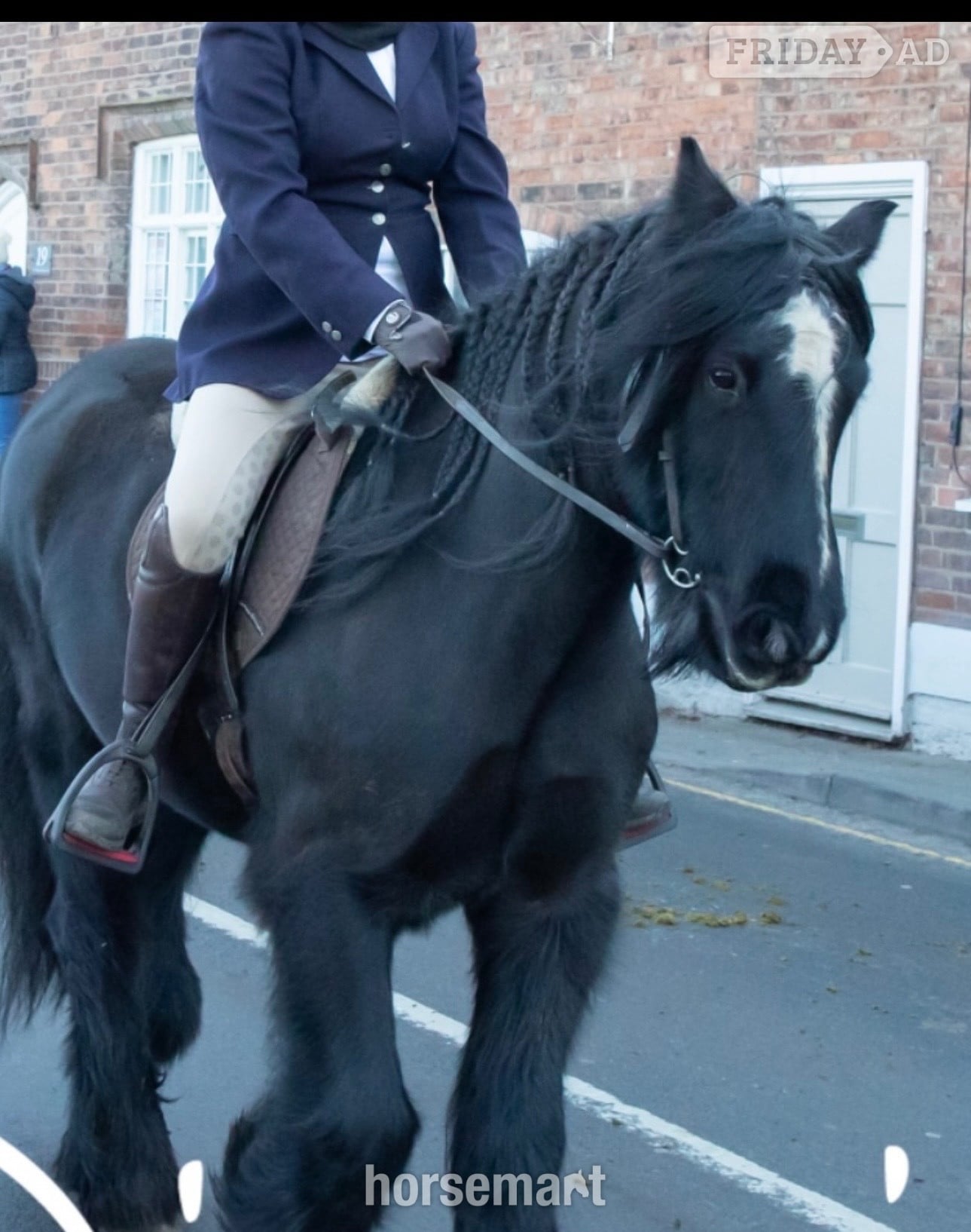 "Bert" Black Gelding Cob/Heavy Horse in Leicester