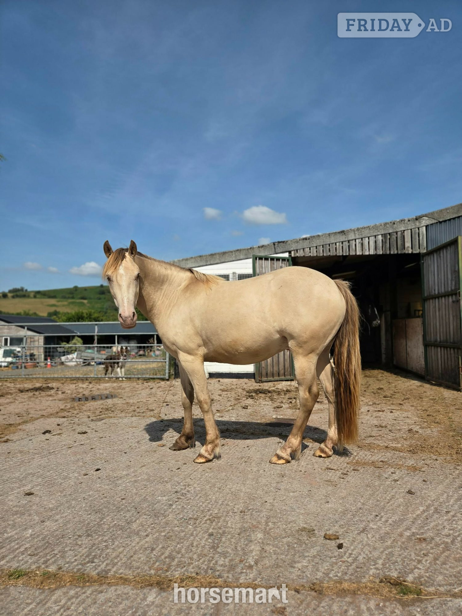 "Bacardi"  Gelding Youngstock / Foal in Brecon