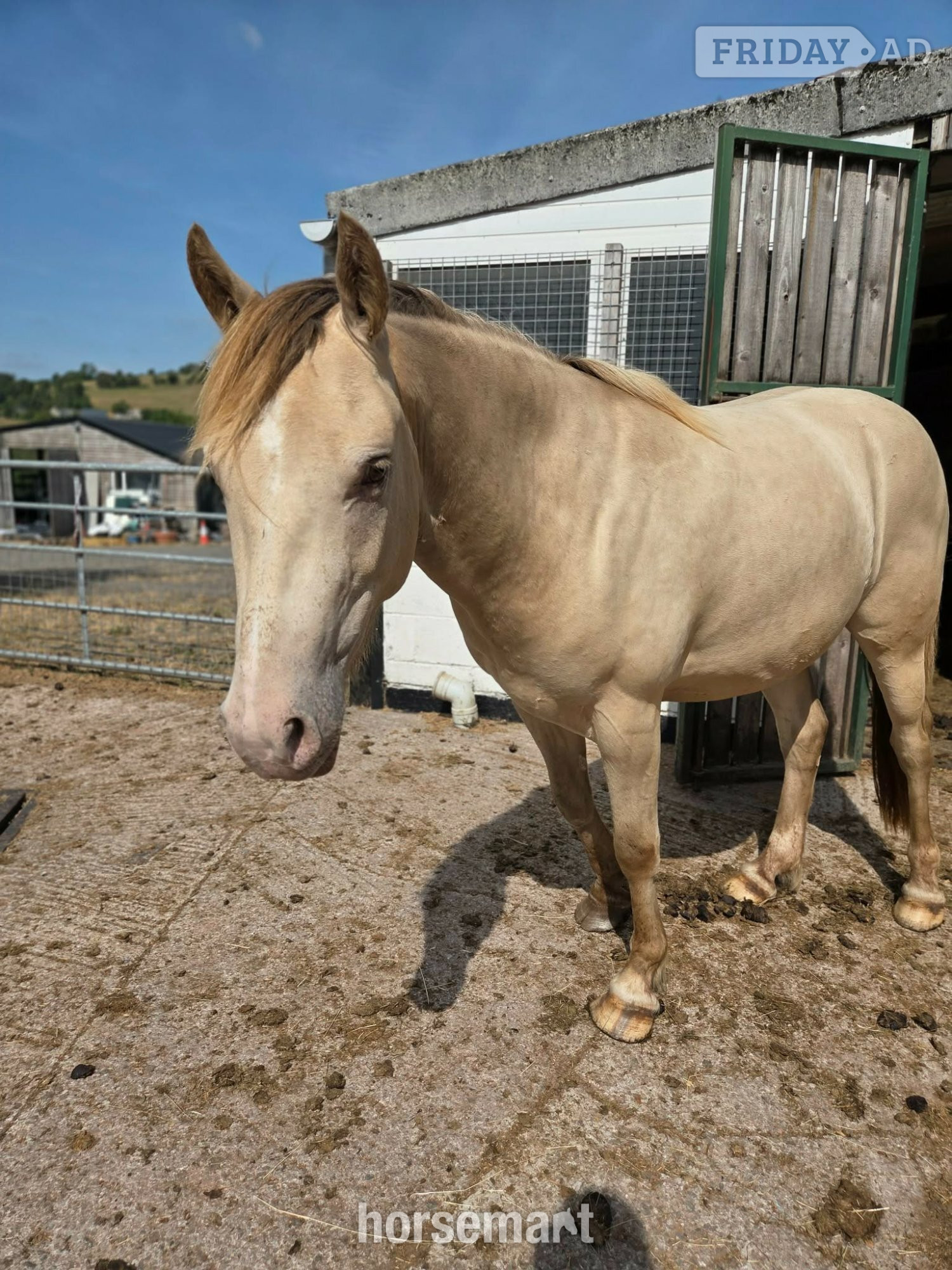 "Bacardi"  Gelding Youngstock / Foal