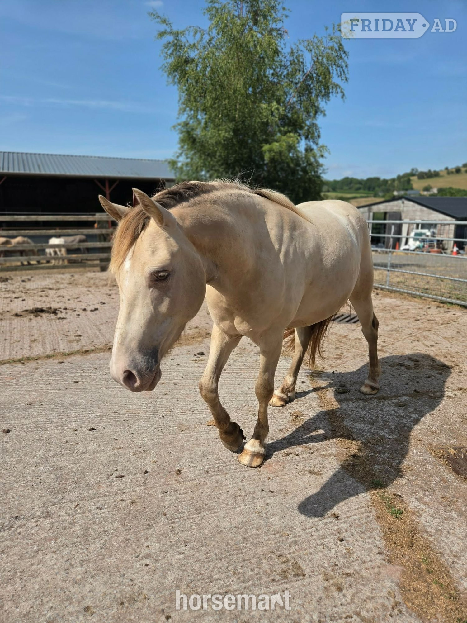 Brecon "Bacardi"  Gelding Youngstock / Foal