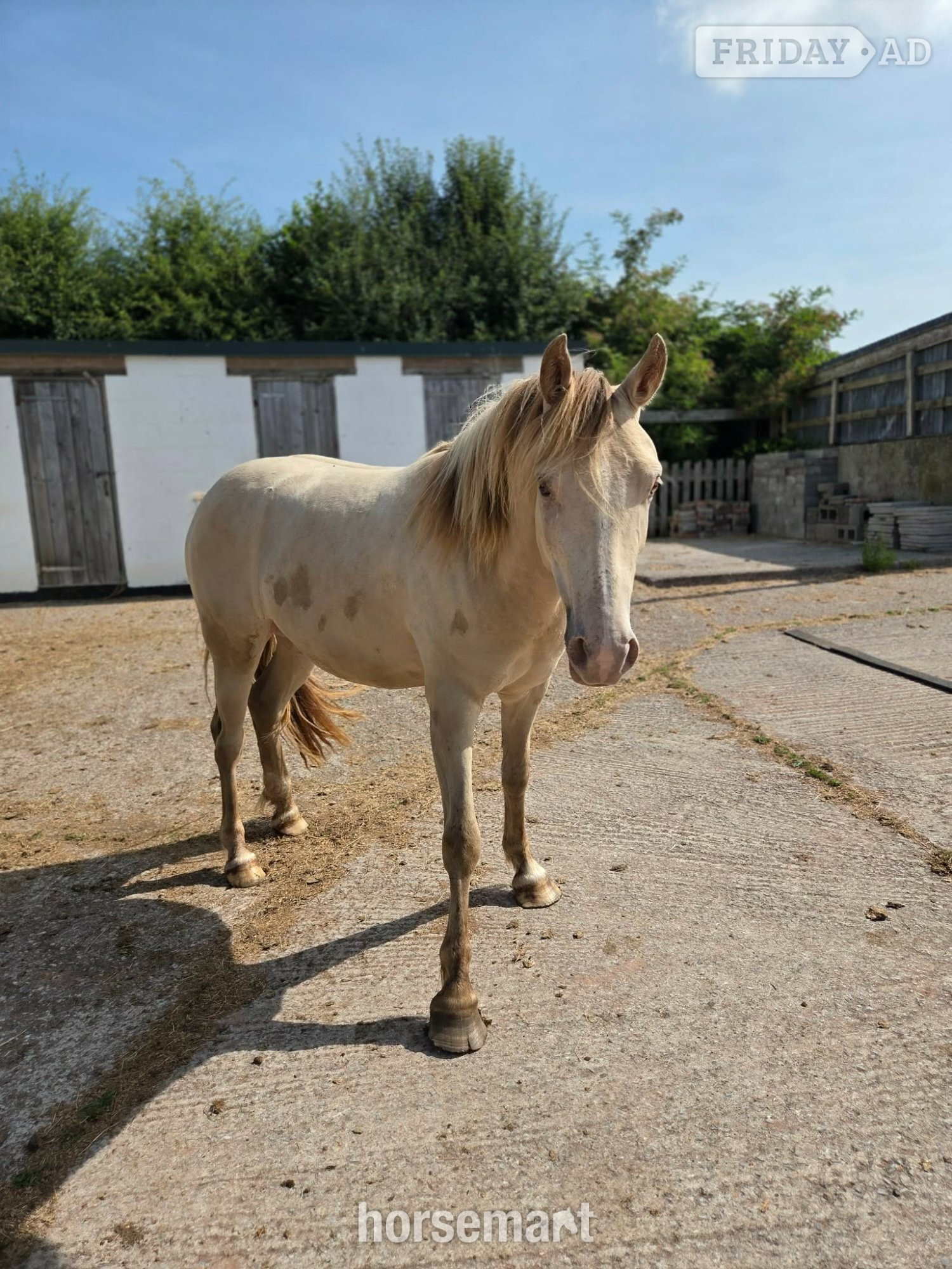 "Bacardi"  Gelding Youngstock / Foal - Horses in Brecon