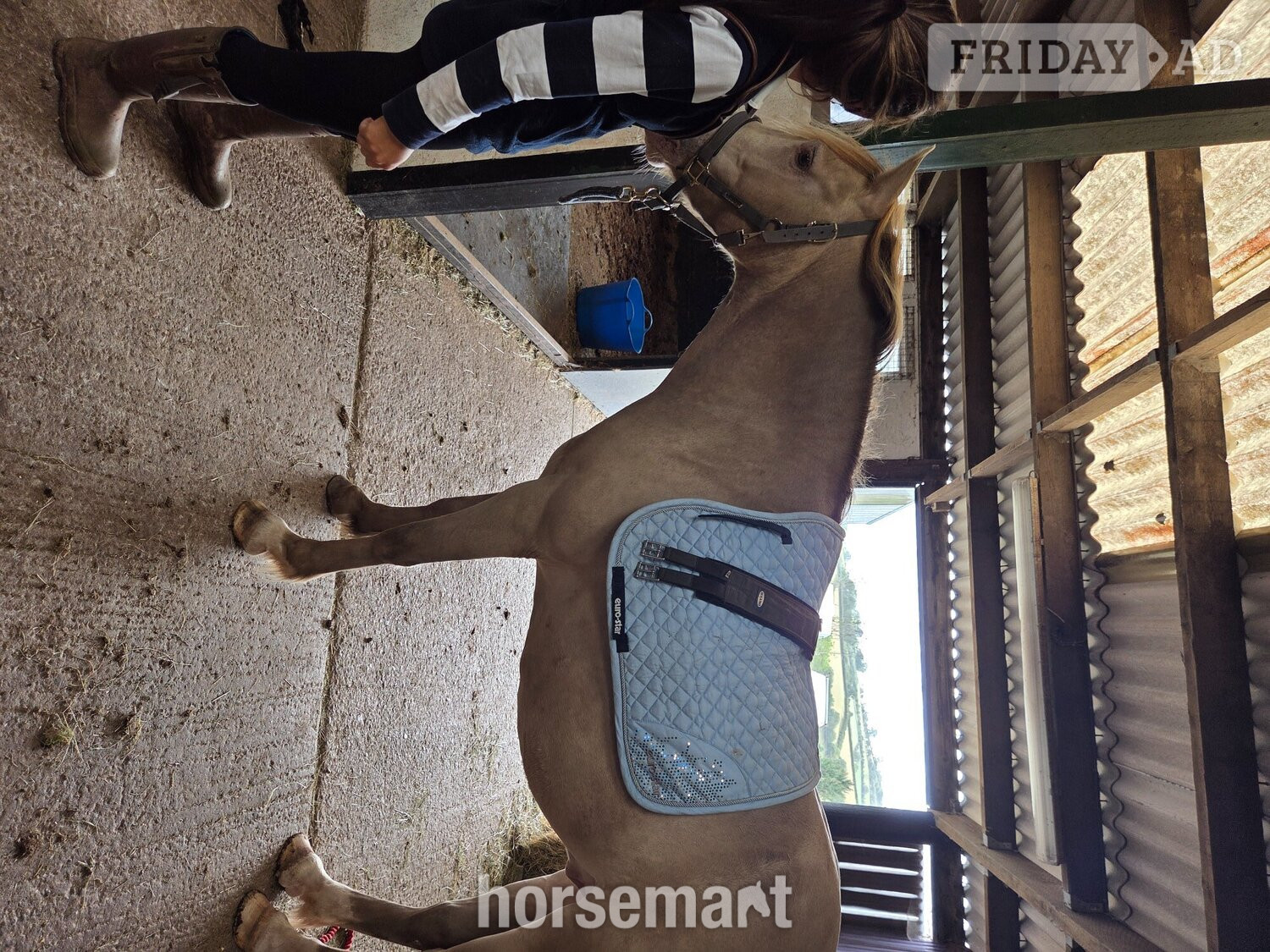 "Bacardi"  Gelding Youngstock / Foal - Horses