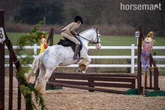 "Bluebell" Blue &amp; White Mare All Rounder
