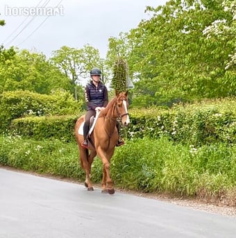 "Benny" Chestnut Gelding All Rounder