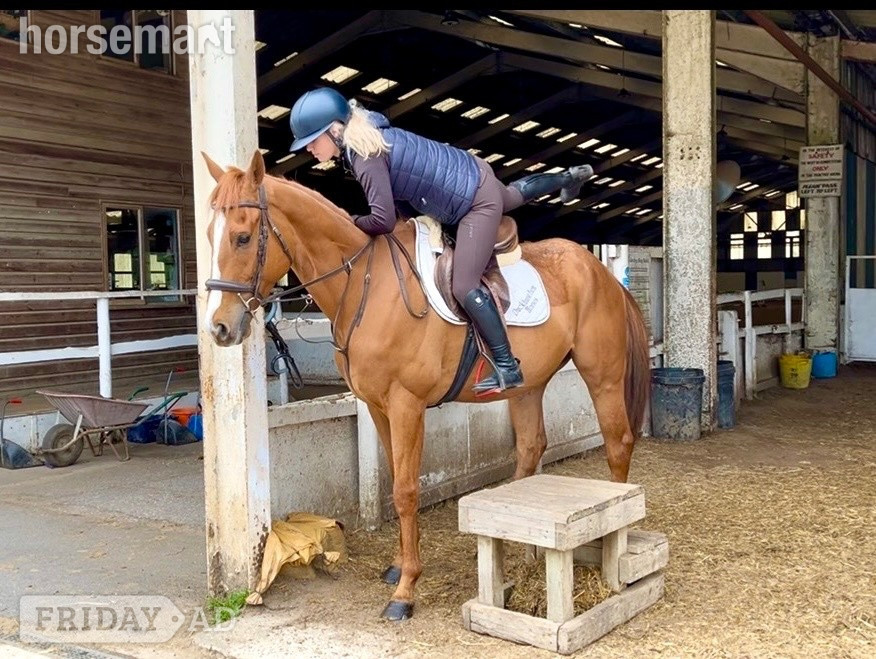 "Benny" Chestnut Gelding All Rounder