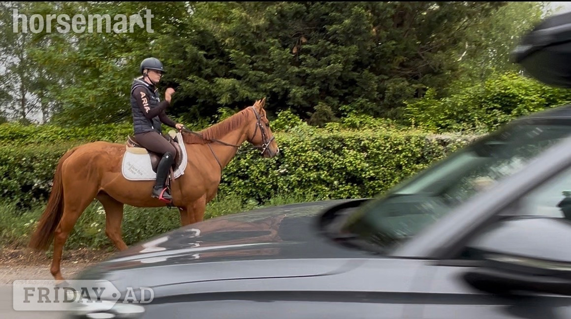 Staplehurst "Benny" Chestnut Gelding All Rounder