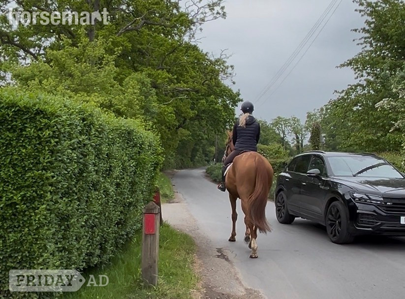 "Benny" Chestnut Gelding All Rounder - Horses in Staplehurst