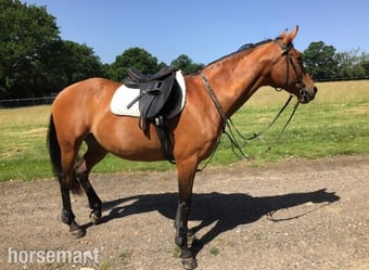 Sharer required for beautiful hacking on the Ashdown Forest 