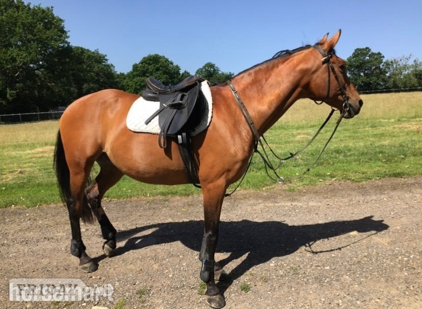 Sharer required for beautiful hacking on the Ashdown Forest  in Hartfield