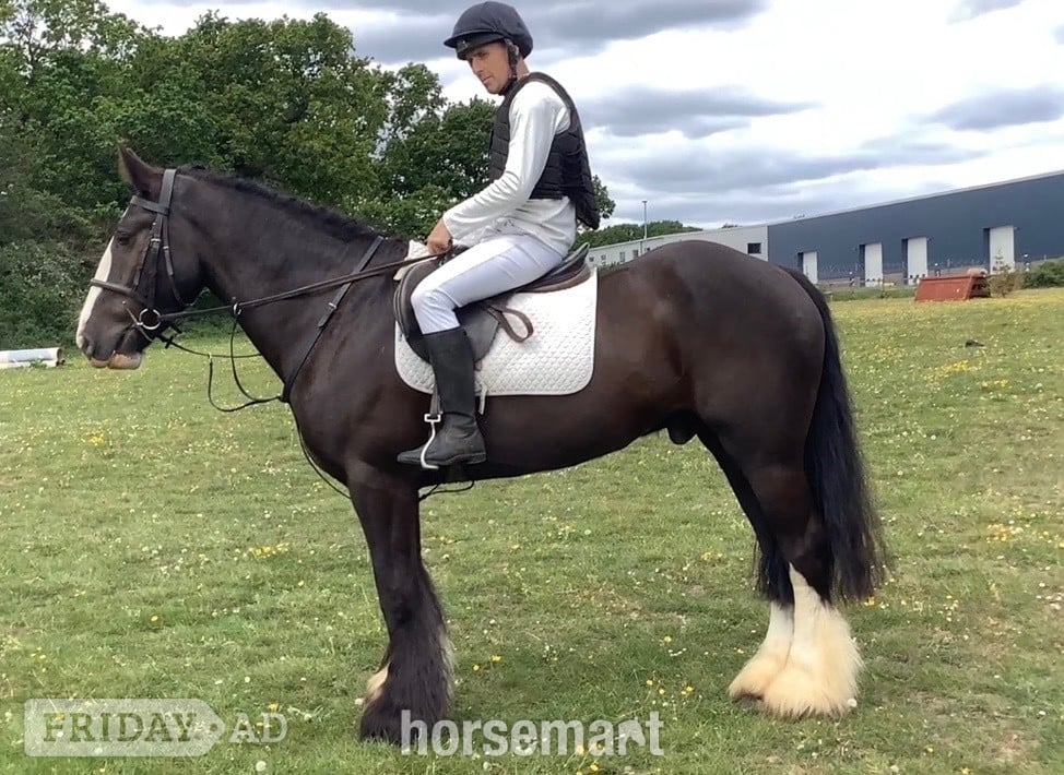 "Benny" Black Gelding All Rounder