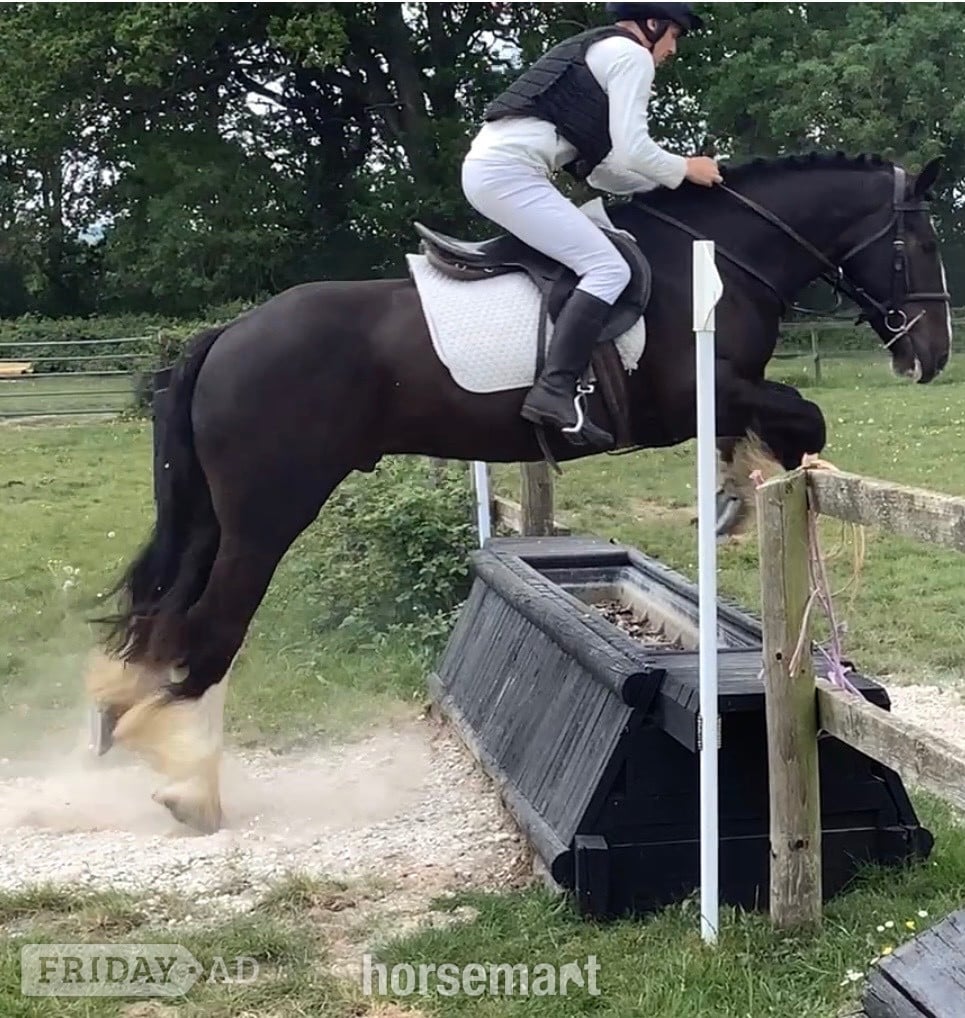 "Benny" Black Gelding All Rounder - Horses in Wool