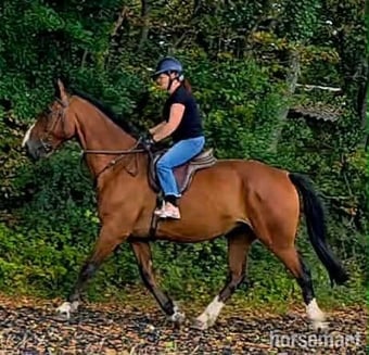 "Norman" Bay Gelding All Rounder