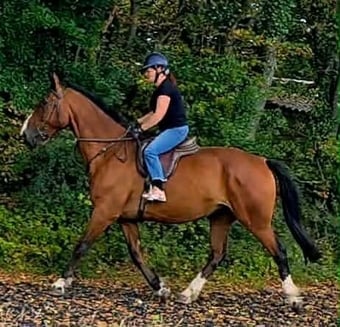"Norman" Bay Gelding All Rounder