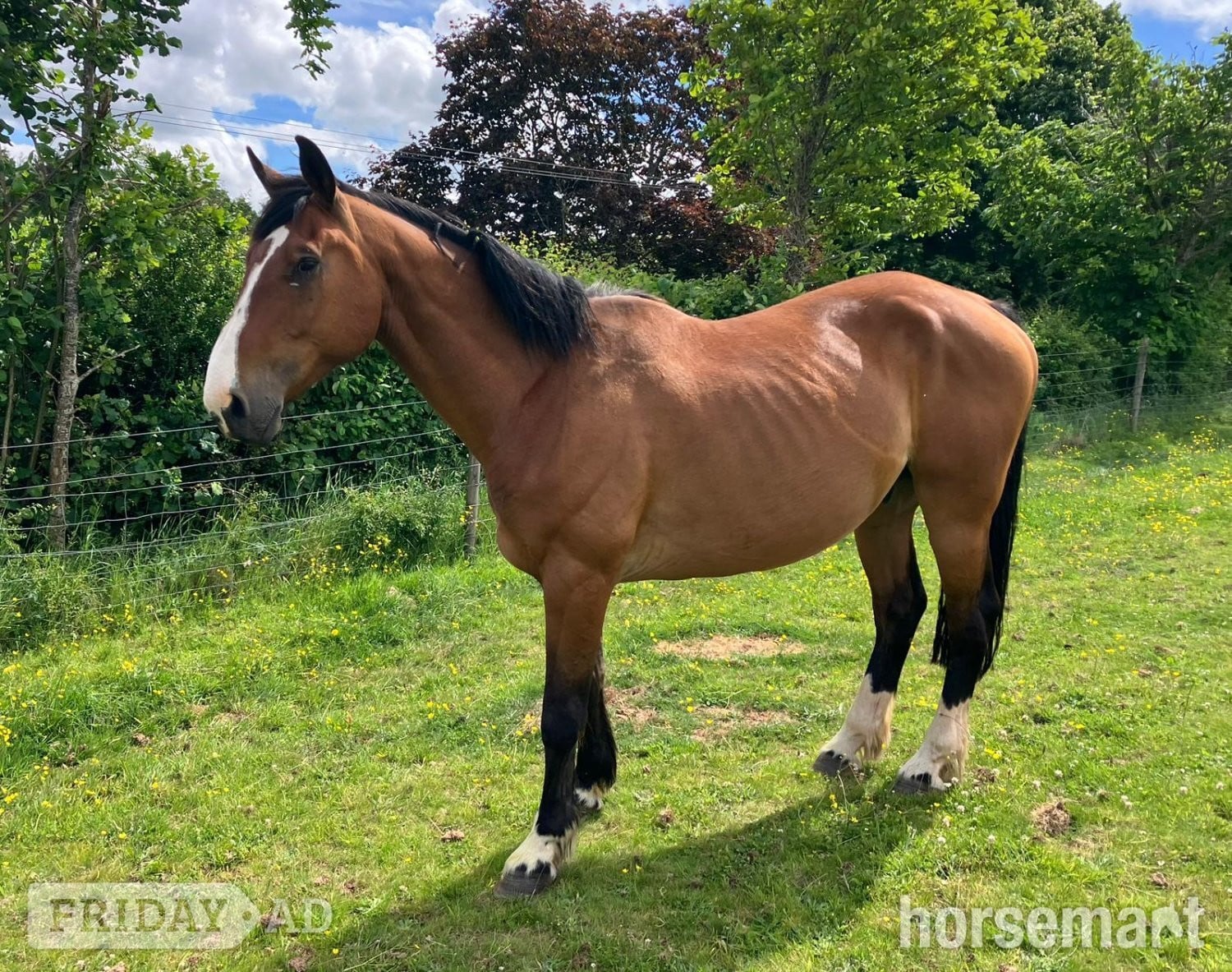"Norman" Bay Gelding All Rounder in Crediton