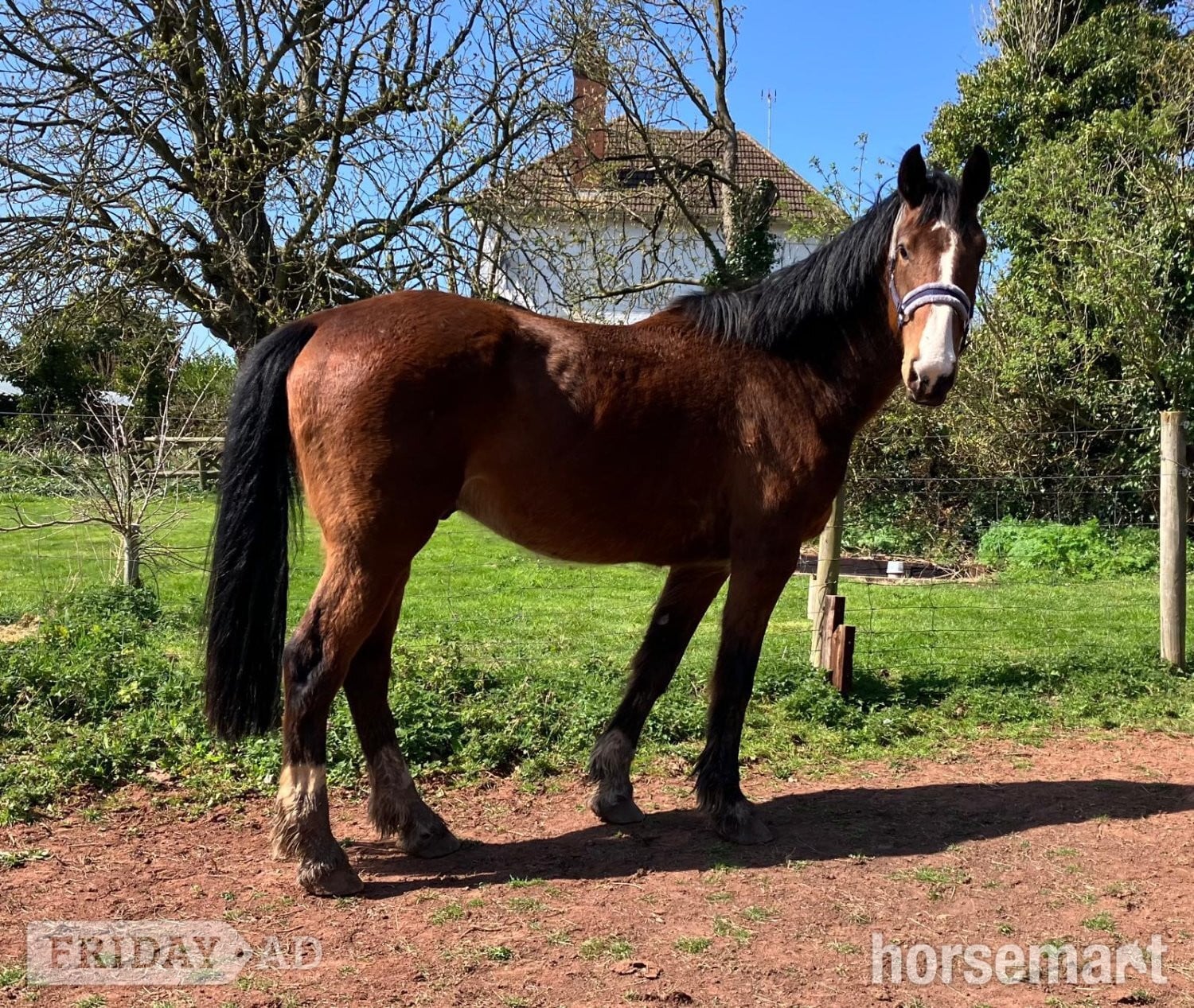"Norman" Bay Gelding All Rounder