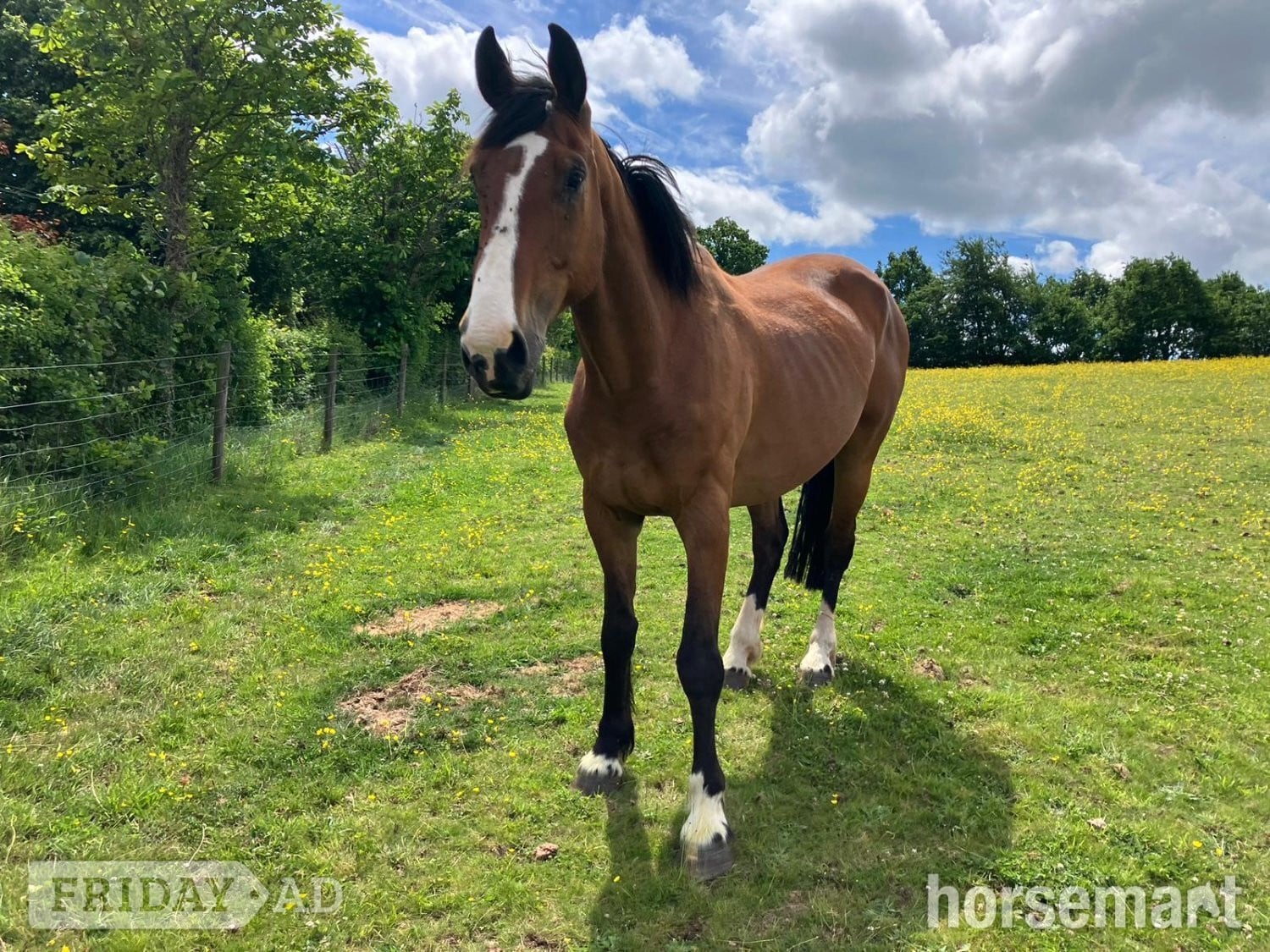 Crediton "Norman" Bay Gelding All Rounder