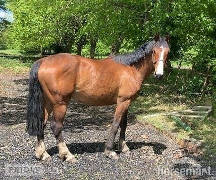 "Norman" Bay Gelding All Rounder - Horses in Crediton