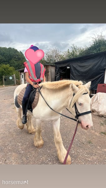 "Buddy" Piebald Gelding Cob/Heavy Horse