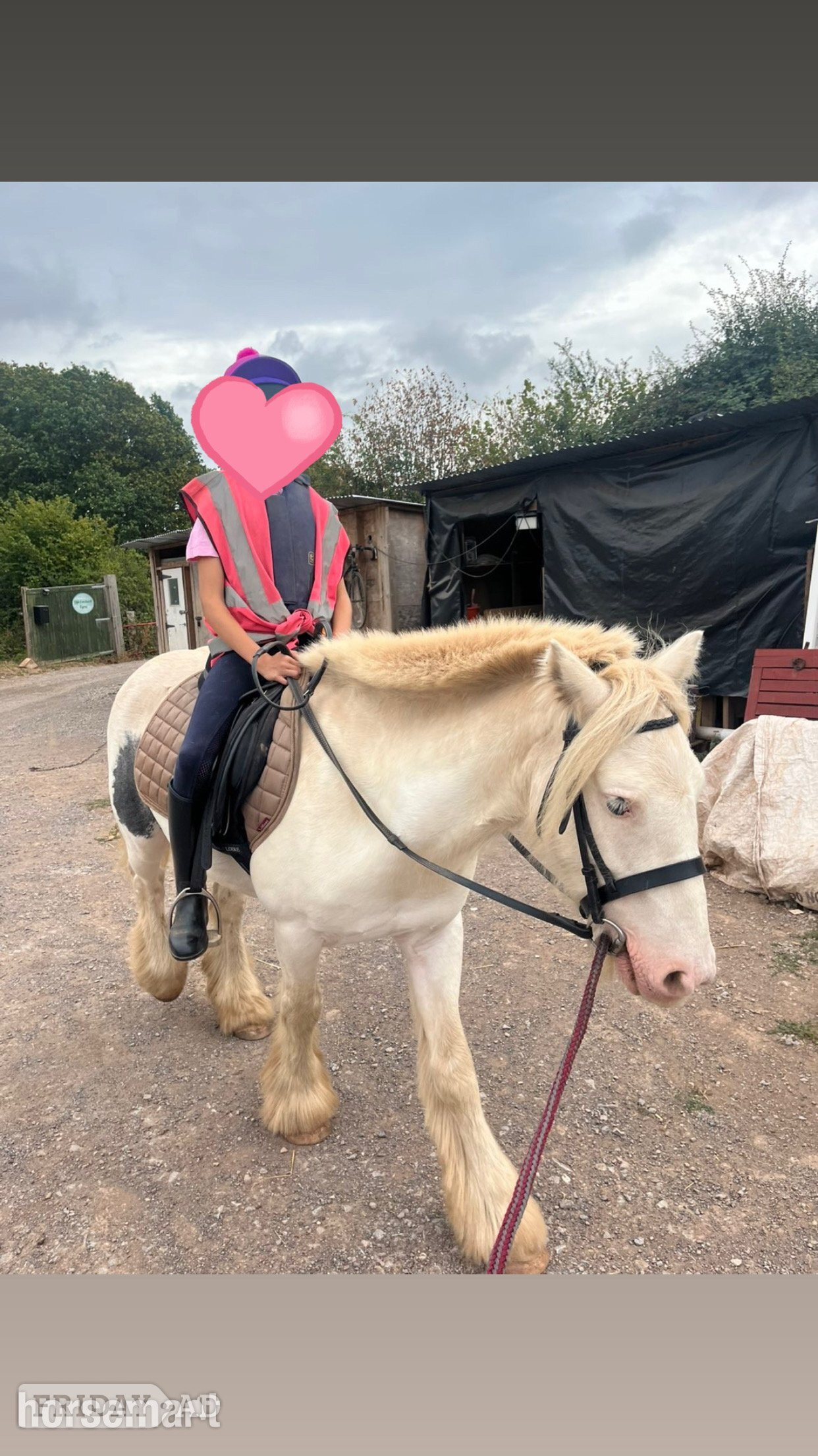 "Buddy" Piebald Gelding Cob/Heavy Horse in Clandown