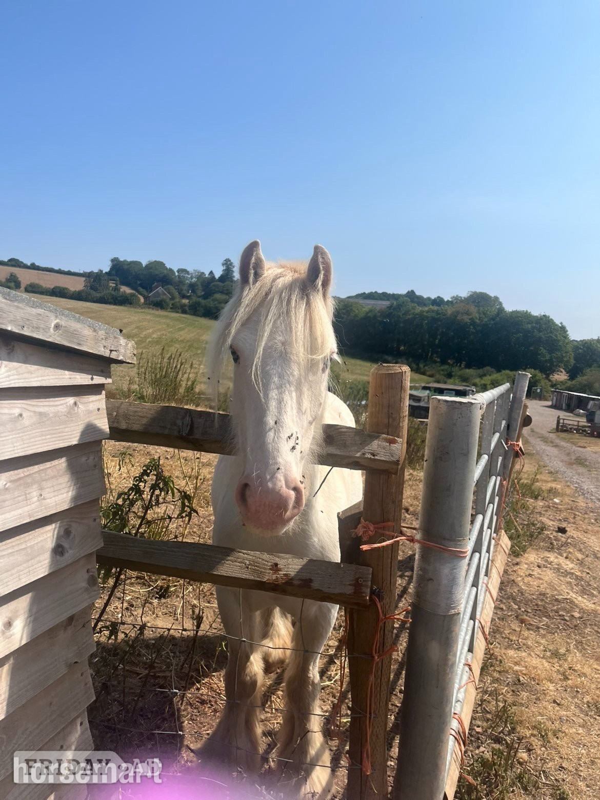 "Buddy" Piebald Gelding Cob/Heavy Horse
