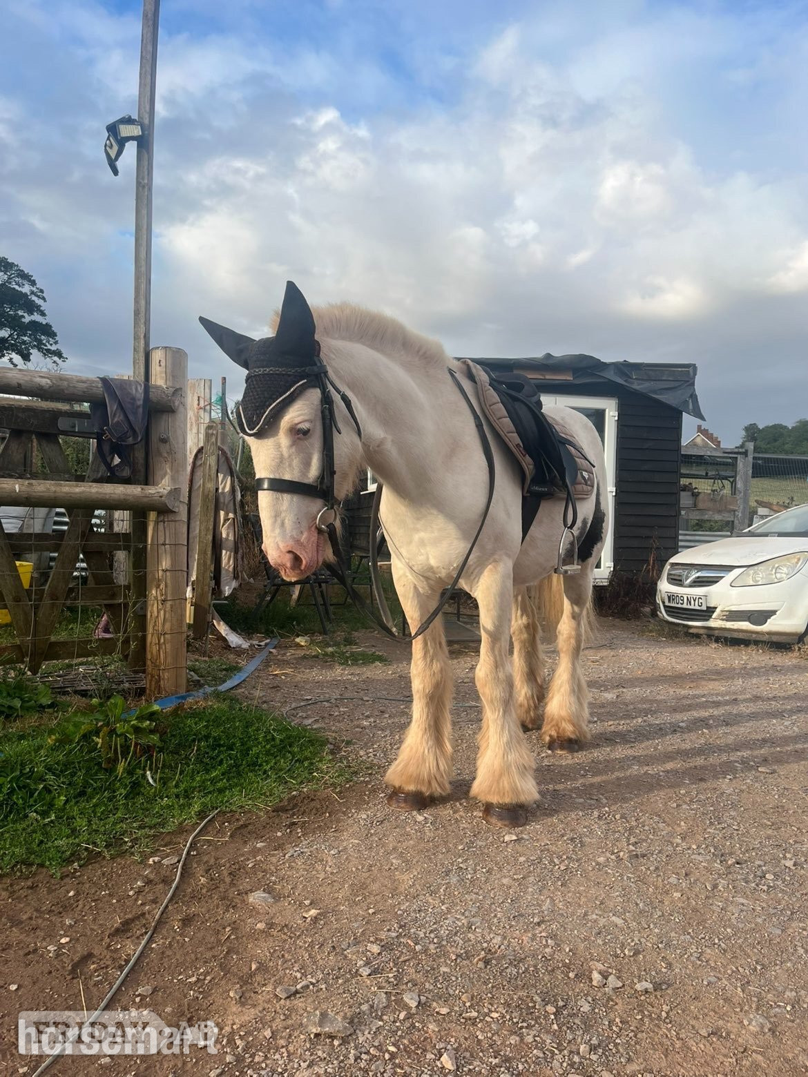 "Buddy" Piebald Gelding Cob/Heavy Horse - Horses in Clandown