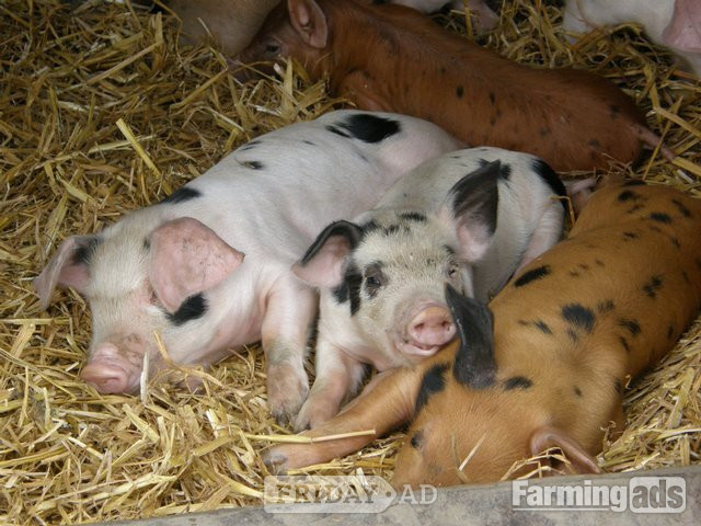 GLOUCESTERSHIRE OLD SPOTS X DUROC WEANERS  in Alfreton
