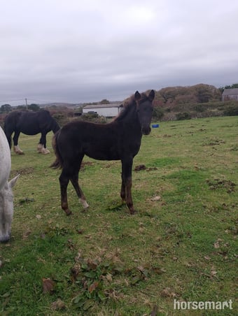 "Raven" Black Filly Youngstock / Foal