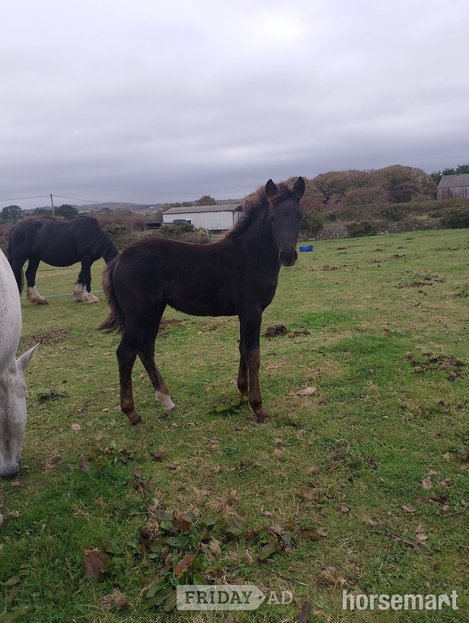 "Raven" Black Filly Youngstock / Foal in Helston