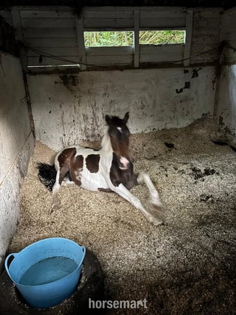 "Woody"  Gelding Youngstock / Foal