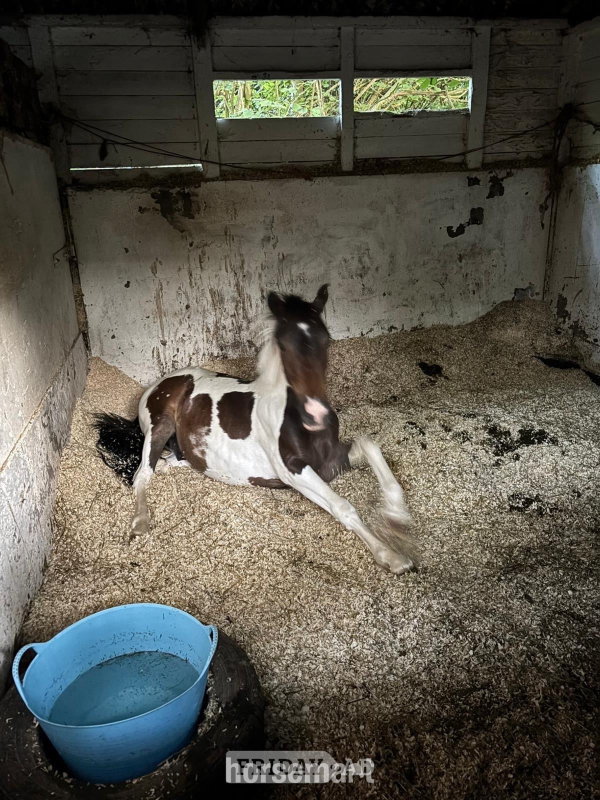 "Woody"  Gelding Youngstock / Foal in Epsom