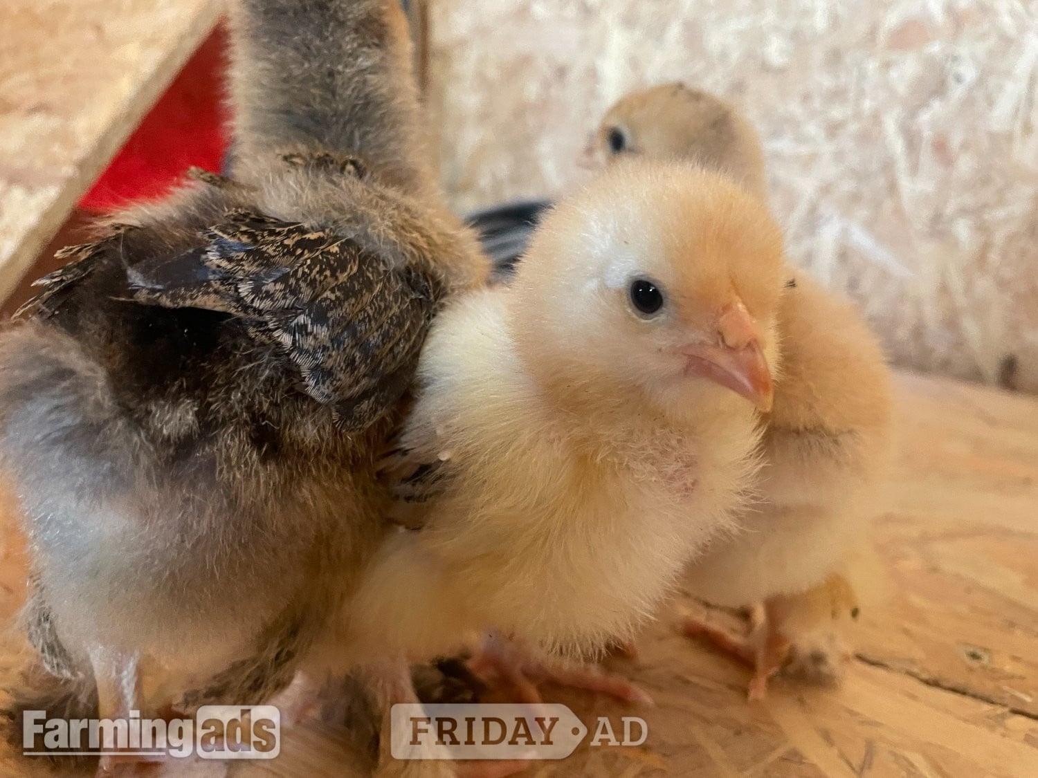 partridge brahma chicks in Fakenham