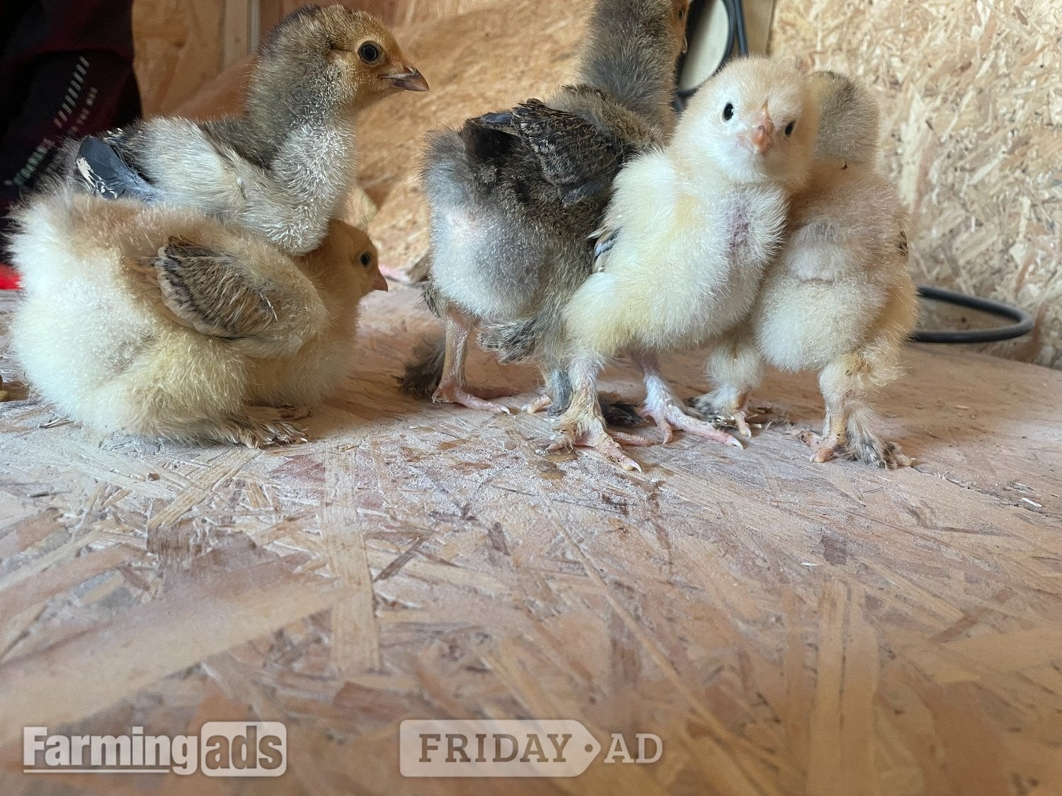 partridge brahma chicks