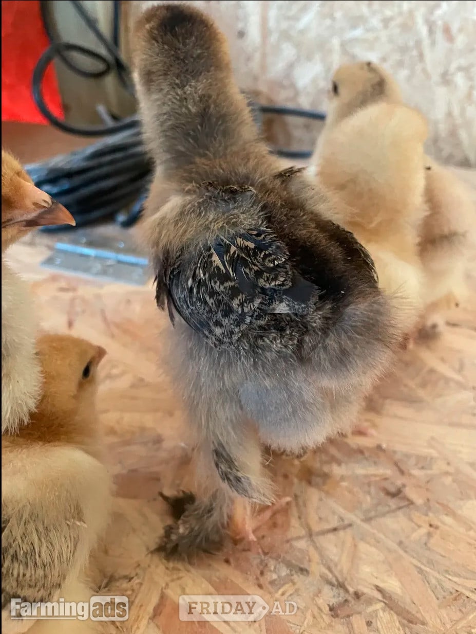 Fakenham partridge brahma chicks