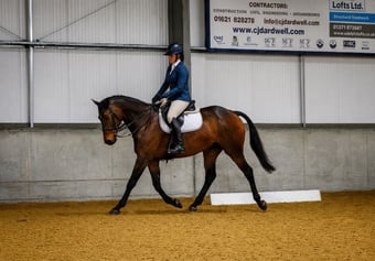 "ROCKIN RUBEN " Bay Gelding All Rounder