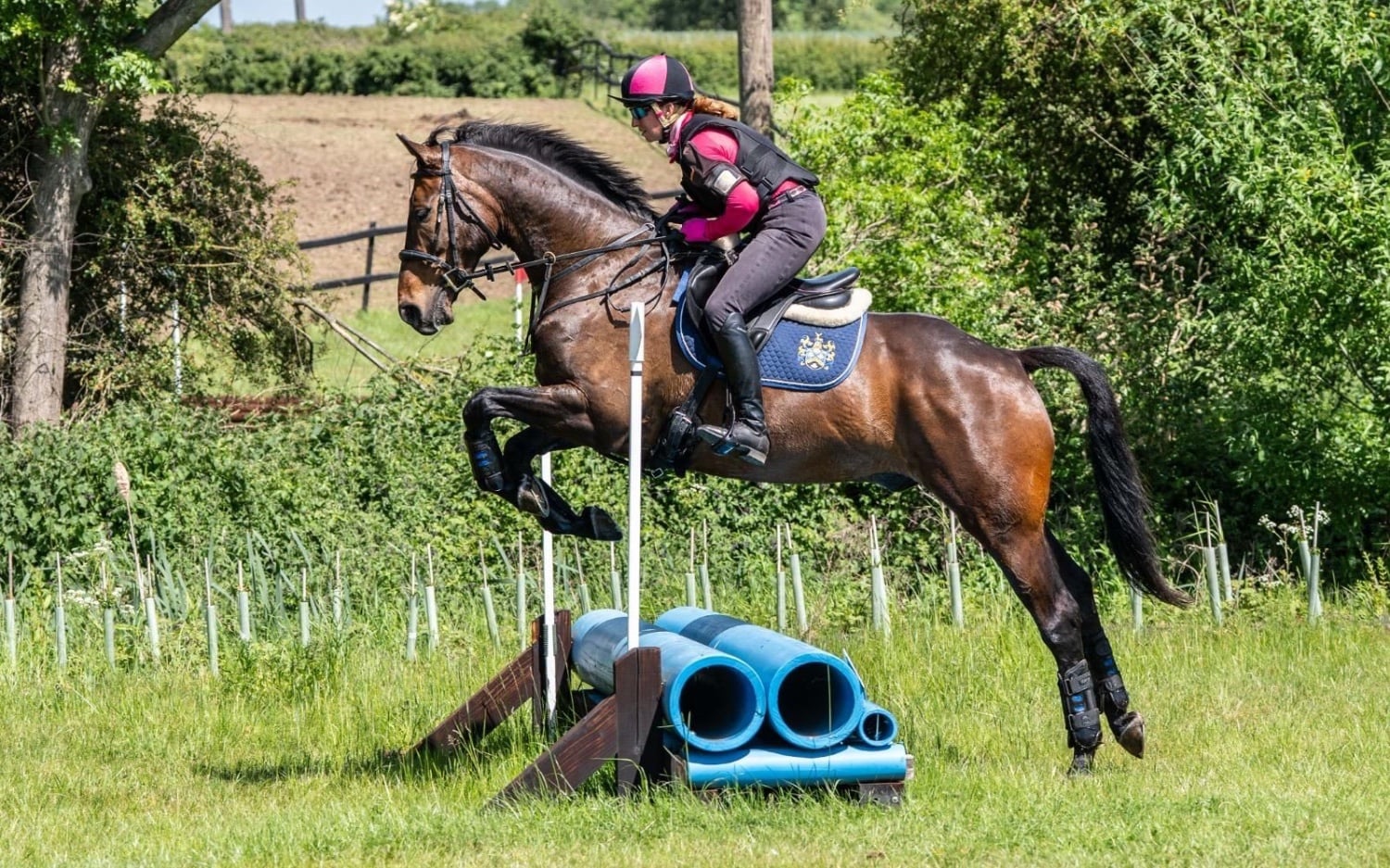 Noak Hill "ROCKIN RUBEN " Bay Gelding All Rounder