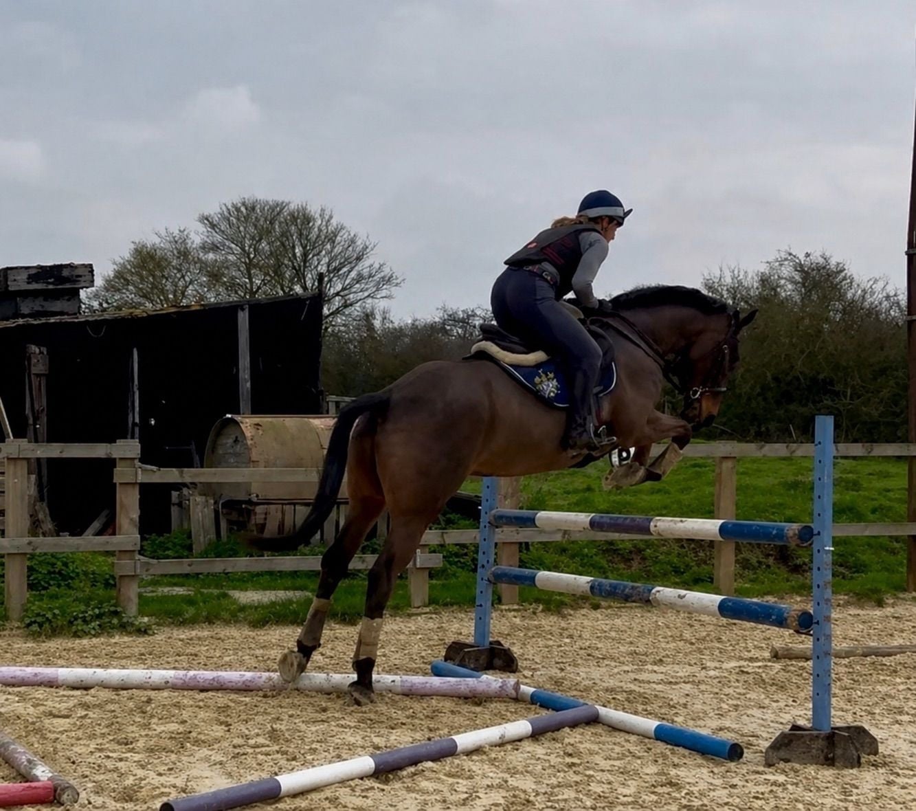 "ROCKIN RUBEN " Bay Gelding All Rounder - Horses in Noak Hill